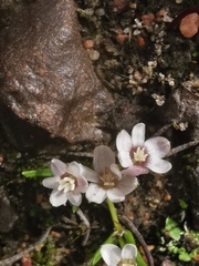 Pauridia pygmaea