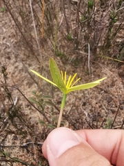 Pauridia curculigoides