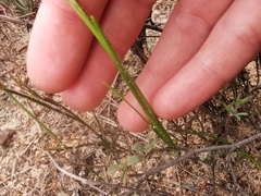 Pauridia curculigoides