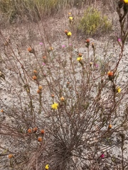 Marasmodes defoliata