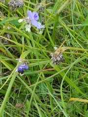 Bombus impatiens image