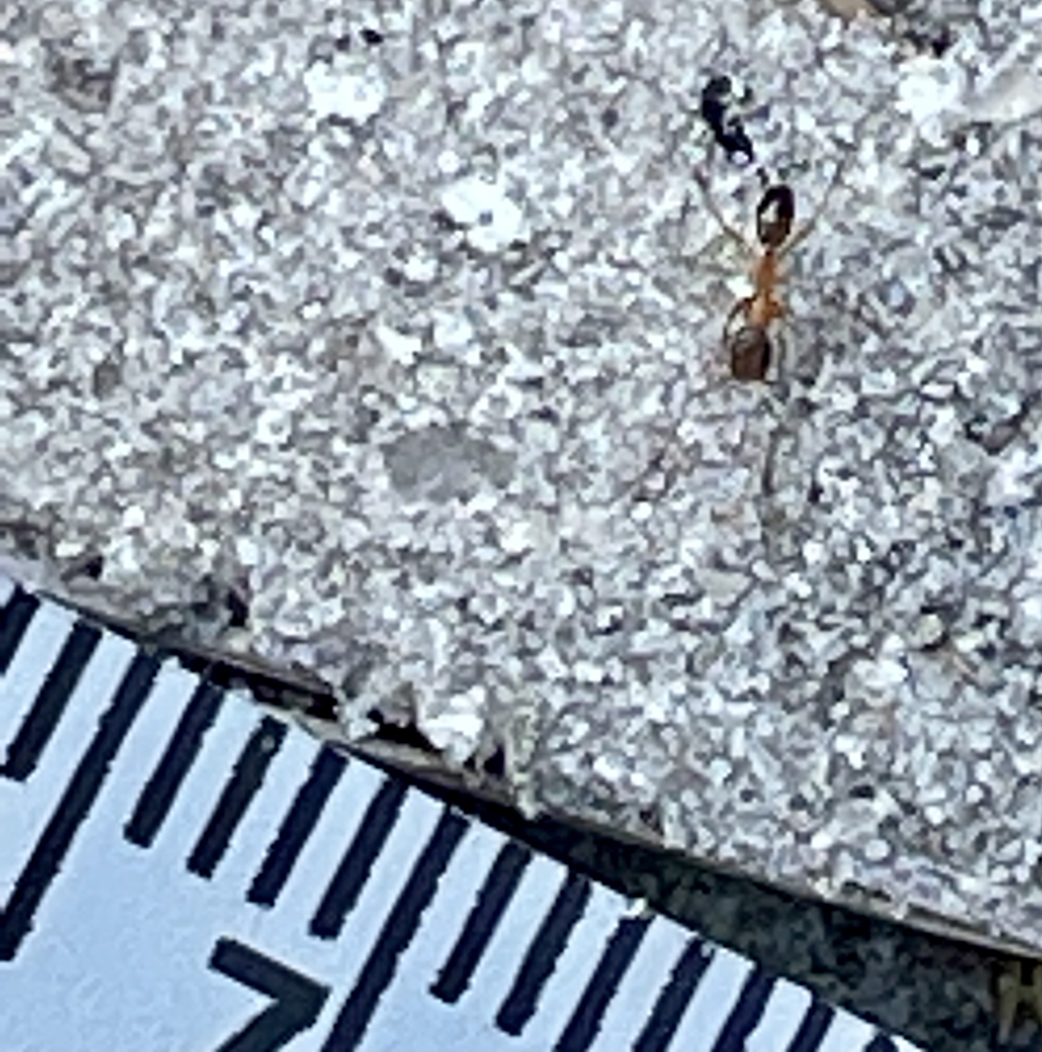 Dorymyrmex bossutus