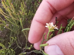 Diosma dichotoma