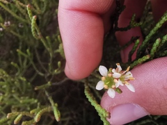 Diosma dichotoma