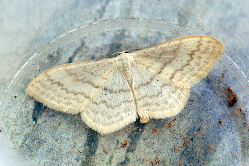 Large Lace-border Moth photo 4