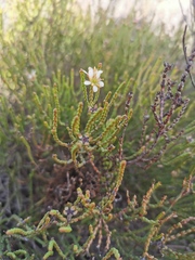 Diosma dichotoma