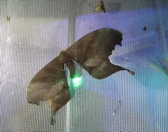 Paradaemonia terrena