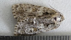 Acronicta increta