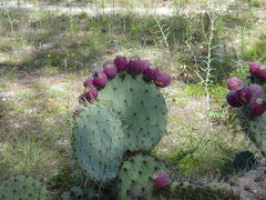 Opuntia lagunae