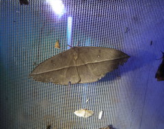 Lonomia achelous