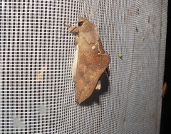 Rhapigia accipiter