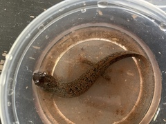 Desmognathus kanawha