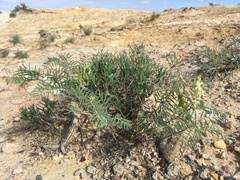 Astragalus racemosus