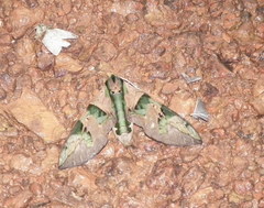 Eumorpha capronnieri