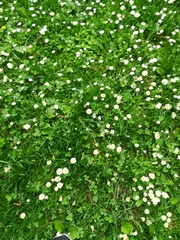 Bellis perennis