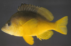 Yellowbelly Hamlet photo 4