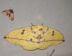 Eacles imperialis cacicus