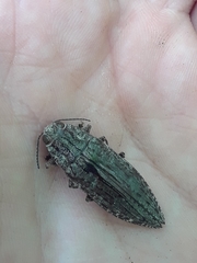 Texania campestris
