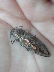 Texania campestris
