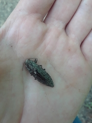 Texania campestris