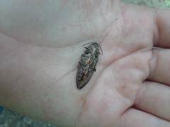 Texania campestris