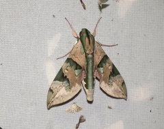 Eumorpha capronnieri