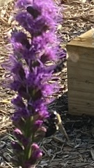 Xylocopa virginica