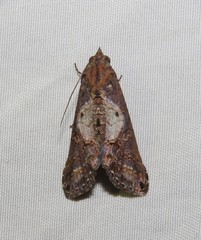 Lophoptera leucostriga