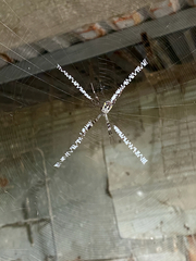 Argiope dang