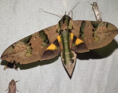 Eumorpha capronnieri