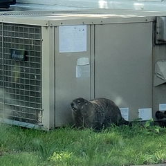 Marmota monax