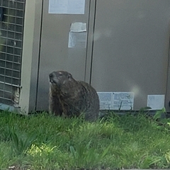 Marmota monax