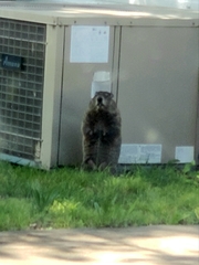 Marmota monax