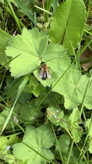 Andrena nigroaenea
