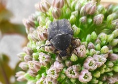 Protaetia morio