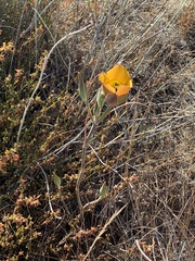 Calochortus clavatus