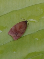 Clepsis consimilana