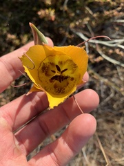 Calochortus clavatus
