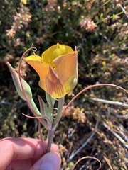 Calochortus clavatus