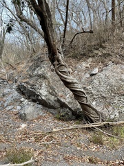 Haematoxylum brasiletto