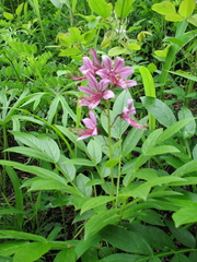 Dictamnus dasycarpus