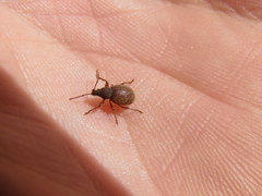 Otiorhynchus smreczynskii