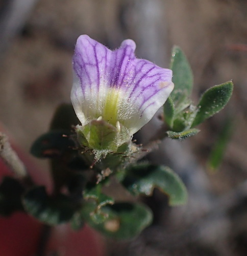 Image of Blepharis integrifolia by (c) Nicola van Berkel, some rights reserved (CC BY-SA)