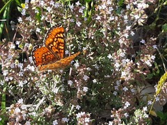 Euphydryas desfontainii