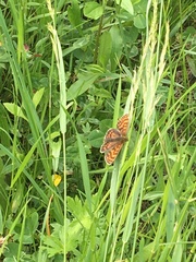 Melitaea aurelia