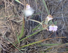 Blepharis integrifolia