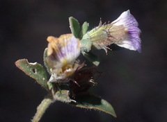 Blepharis integrifolia
