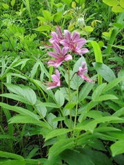 Dictamnus dasycarpus