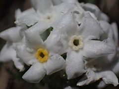 Oreocarya spiculifera