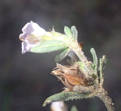 Blepharis integrifolia